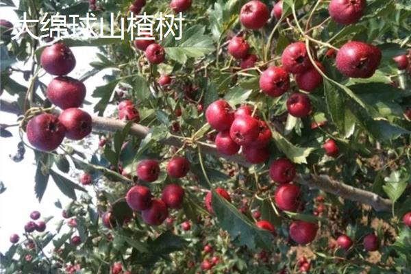 山楂树有什么品种，以大五棱山楂、大果山楂等品种为主