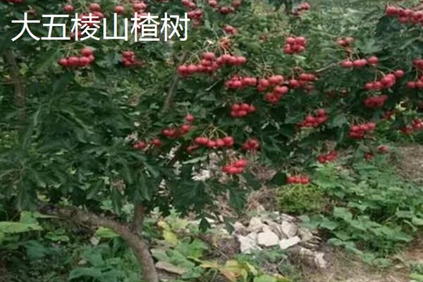 山楂树有什么品种，以大五棱山楂、大果山楂等品种为主