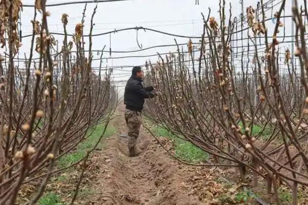 无花果修剪时保留多少主枝，丛状形树要留4到6个主枝