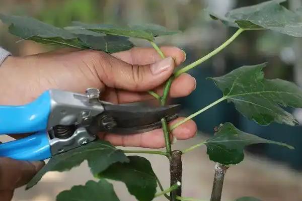 无花果修剪时保留多少主枝，丛状形树要留4到6个主枝