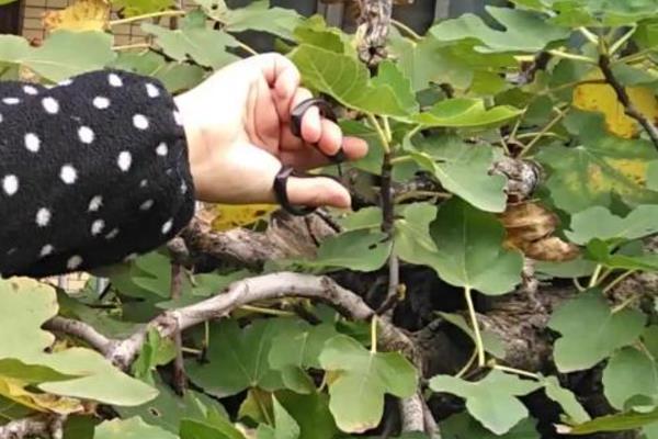 无花果修剪时保留多少主枝，丛状形树要留4到6个主枝