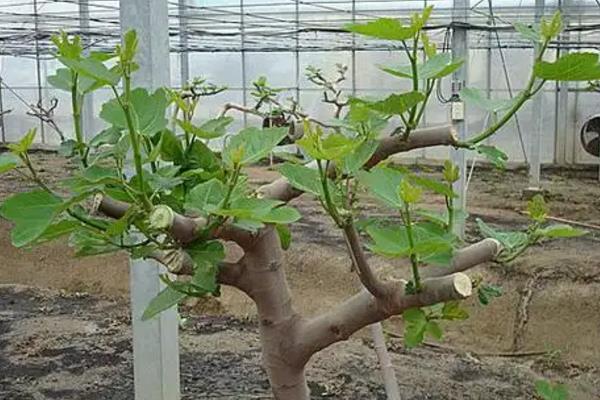 无花果修剪时保留多少主枝，丛状形树要留4到6个主枝