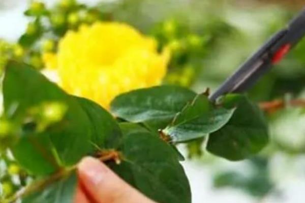 向日葵的醒花步骤，醒花之前需要对花枝进行修剪