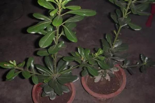 盆栽海桐怎么养殖，生长季节每隔2-3周施一次肥