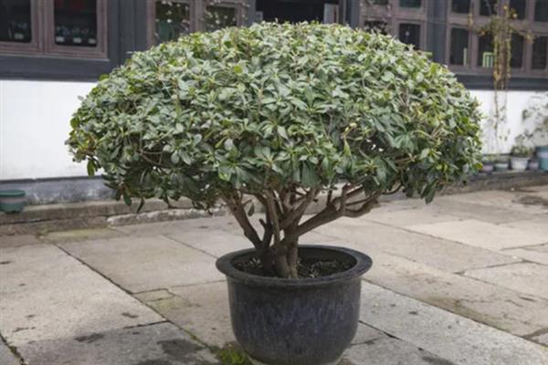 盆栽海桐怎么养殖，生长季节每隔2-3周施一次肥