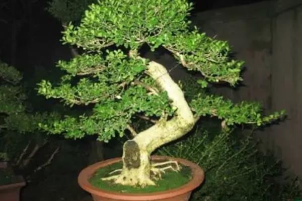 盆栽海桐怎么养殖，生长季节每隔2-3周施一次肥