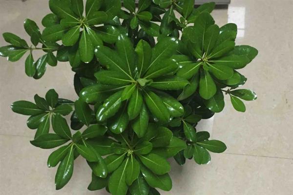 盆栽海桐怎么养殖，生长季节每隔2-3周施一次肥
