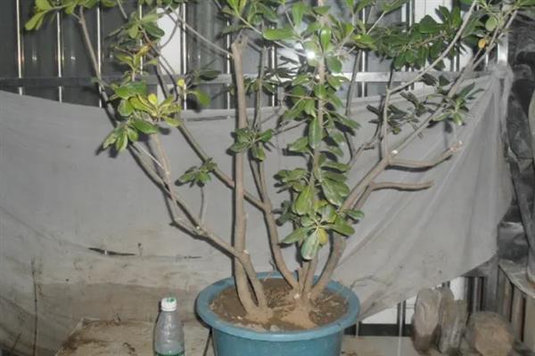 盆栽海桐怎么养殖，生长季节每隔2-3周施一次肥
