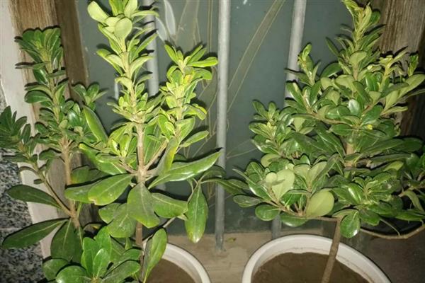 盆栽海桐怎么养殖，生长季节每隔2-3周施一次肥