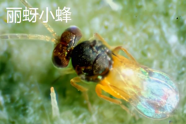 柑桔白粉虱如何防治，可生物防治也可药剂防治