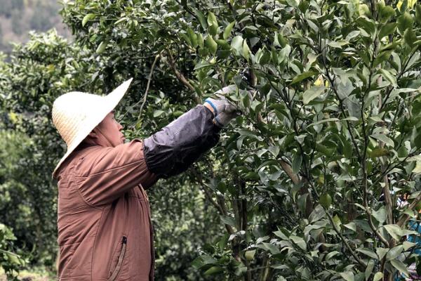柑桔白粉虱如何防治，可生物防治也可药剂防治