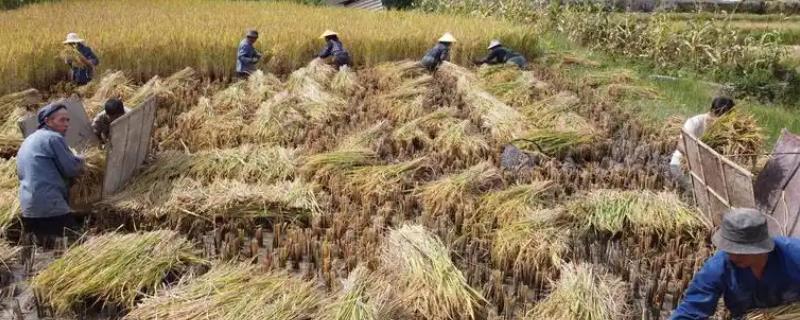 打谷子的时间，一般是8-9月份