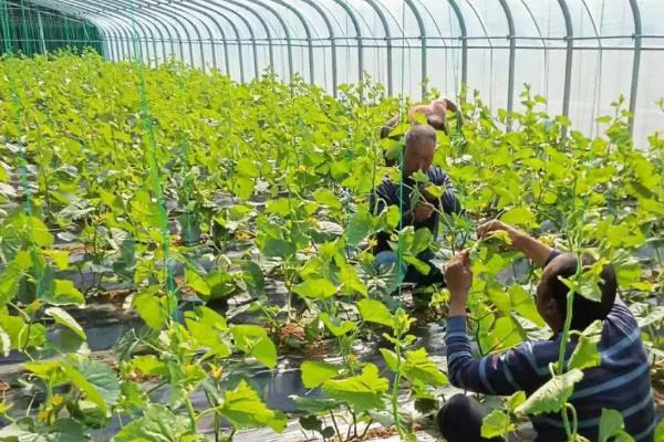 网纹瓜怎么种植，浸种消毒、经过催芽再播种
