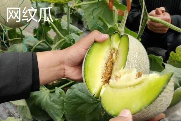 网纹瓜怎么种植，浸种消毒、经过催芽再播种
