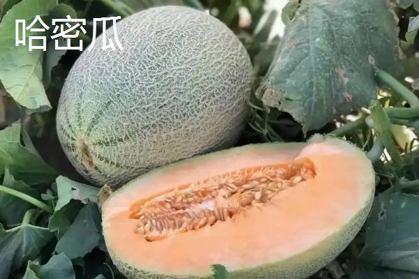 网纹瓜怎么种植，浸种消毒、经过催芽再播种