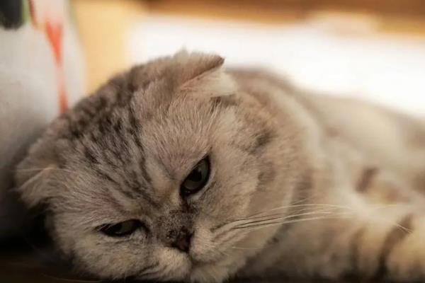 猫咪为什么会坠楼，可能是发情所致