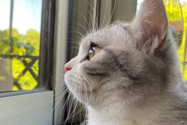 猫咪为什么会坠楼，可能是发情所致
