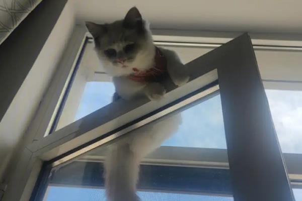 猫咪为什么会坠楼，可能是发情所致