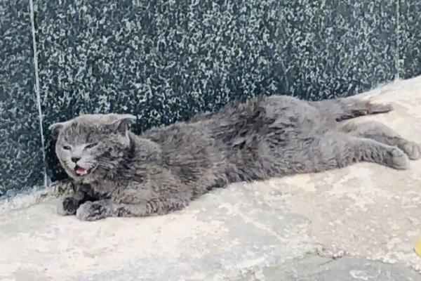 猫咪为什么会坠楼，可能是发情所致