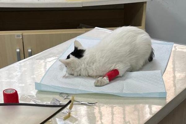 猫咪为什么会坠楼，可能是发情所致