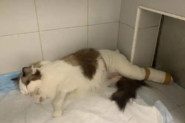 猫咪为什么会坠楼，可能是发情所致