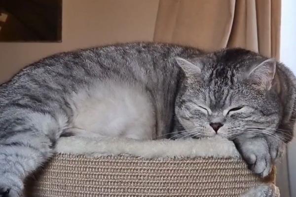 猫咪为什么会坠楼，可能是发情所致