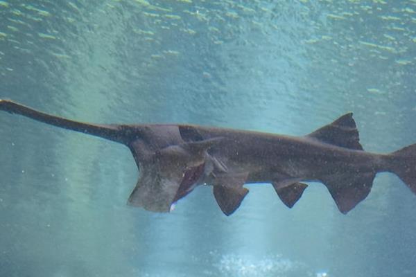 长江白鲟是什么,是匙吻鲟科白鲟属鱼类