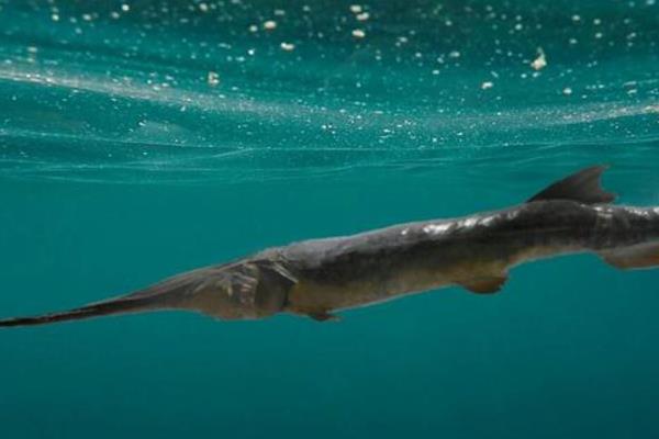 长江白鲟是什么,是匙吻鲟科白鲟属鱼类