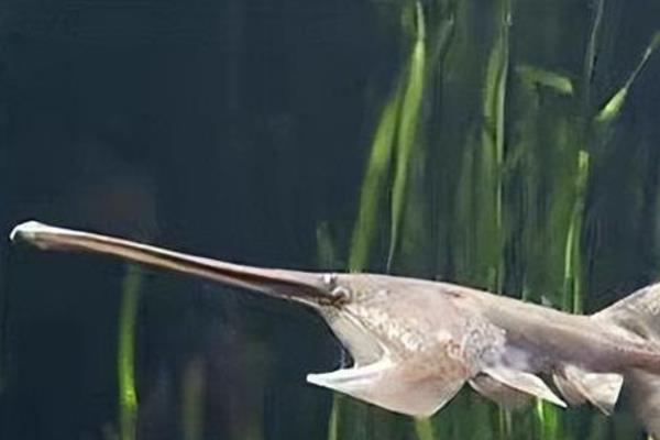 长江白鲟是什么,是匙吻鲟科白鲟属鱼类