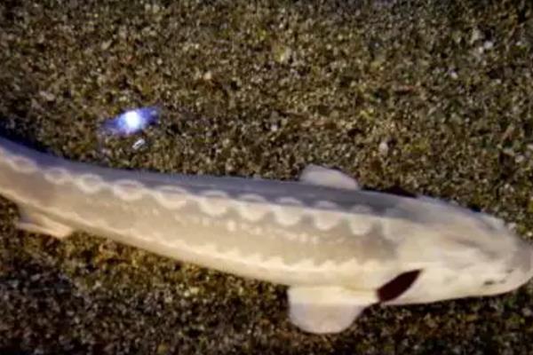 长江白鲟是什么,是匙吻鲟科白鲟属鱼类