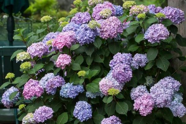 无尽夏绣球花的养殖方法,在生长期间通常每周浇水1-2次