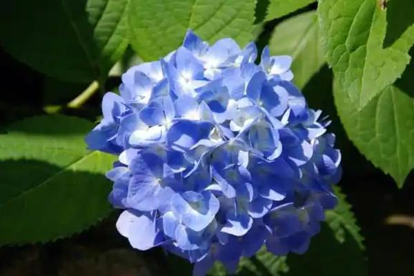 无尽夏绣球花的养殖方法,在生长期间通常每周浇水1-2次
