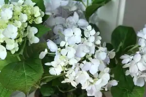 无尽夏绣球花的养殖方法,在生长期间通常每周浇水1-2次