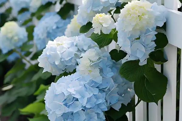无尽夏绣球花的养殖方法,在生长期间通常每周浇水1-2次