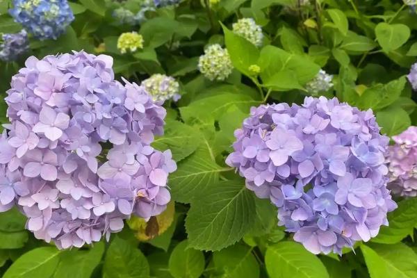 无尽夏绣球花的养殖方法,在生长期间通常每周浇水1-2次