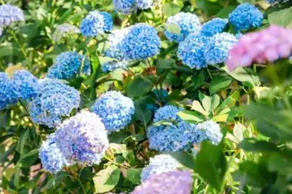 无尽夏绣球花的养殖方法,在生长期间通常每周浇水1-2次
