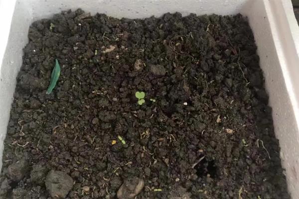 养心菜种子的催芽方法，用热水浸种后放在25-35℃的环境中