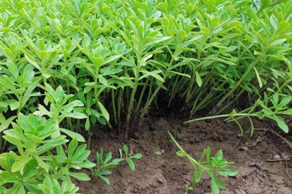 养心菜种子的催芽方法，用热水浸种后放在25-35℃的环境中