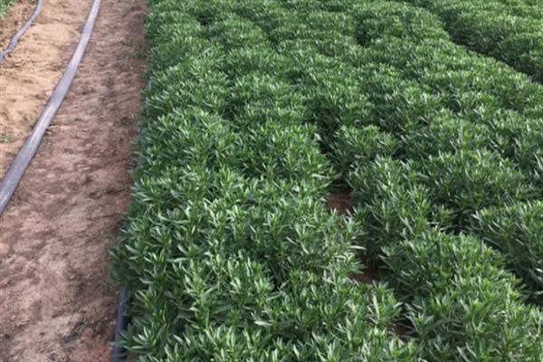 养心菜种子的催芽方法，用热水浸种后放在25-35℃的环境中