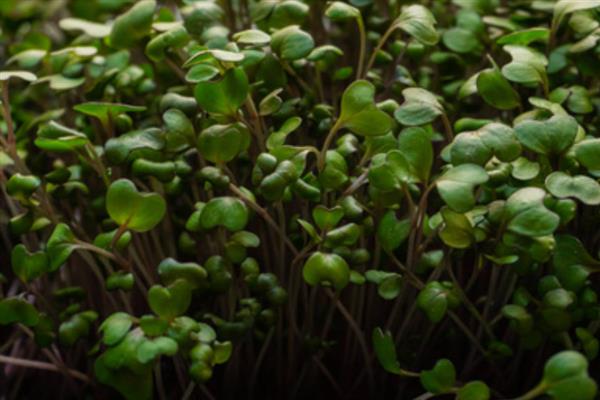 养心菜种子的催芽方法，用热水浸种后放在25-35℃的环境中