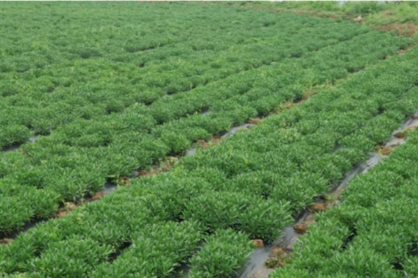 养心菜种子的催芽方法，用热水浸种后放在25-35℃的环境中