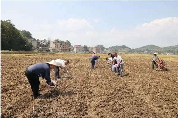 养心菜种子的催芽方法，用热水浸种后放在25-35℃的环境中