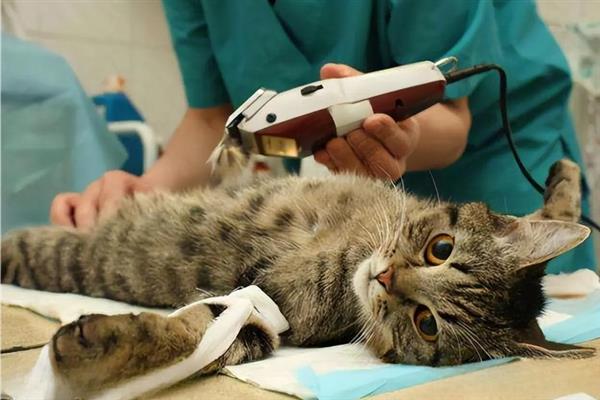 怎么治疗猫疝气，可采取保守治疗或手术治疗
