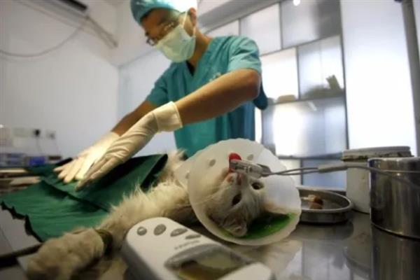 怎么治疗猫疝气，可采取保守治疗或手术治疗