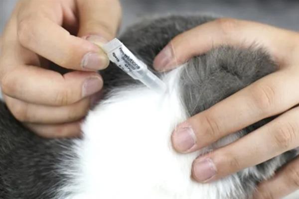 怎么治疗猫疝气，可采取保守治疗或手术治疗