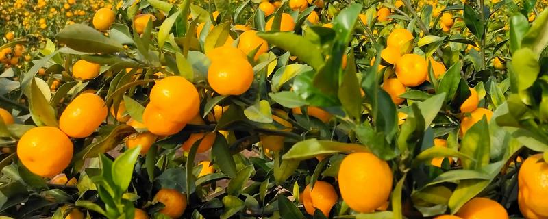 橘子和桔子的区别，二者没有区别