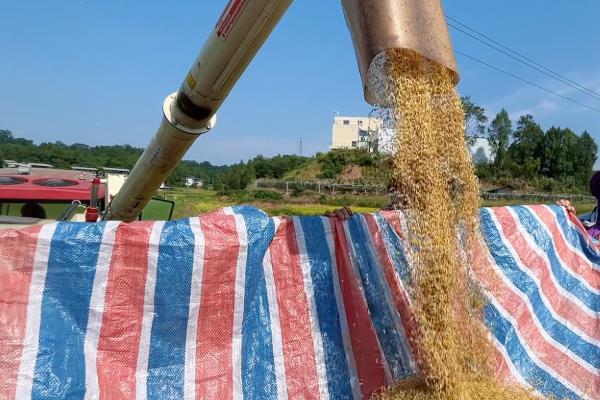 打谷子的时间，一般是8-9月份
