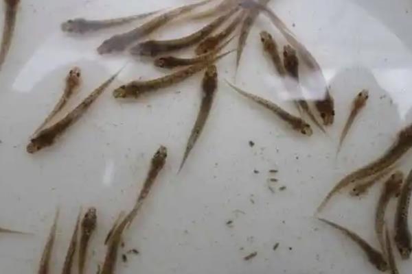 泥鳅苗怎么养殖，每隔3天换一次水