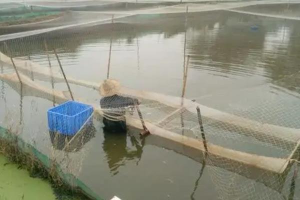 泥鳅苗怎么养殖，每隔3天换一次水