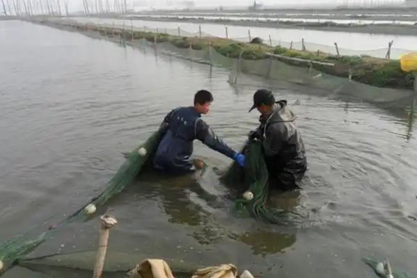 泥鳅苗怎么养殖，每隔3天换一次水